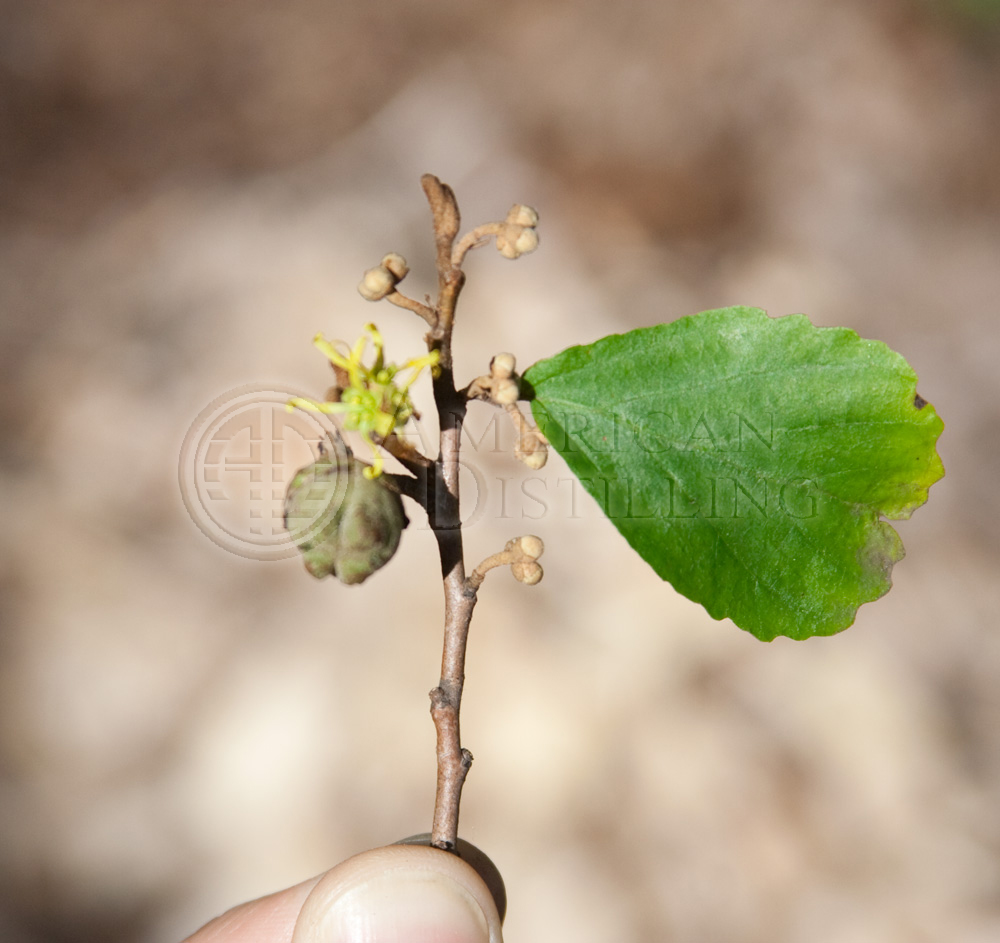 American Distilling Witch Hazel Smbranchlg