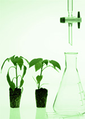 American Distilling Witch Hazel Plants testtube