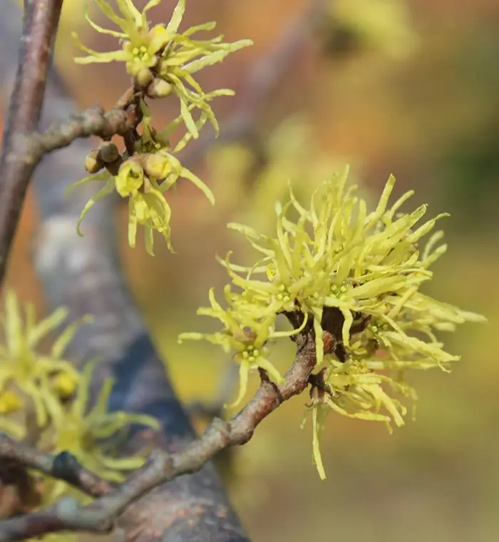 Witch Hazel Img 1640 b